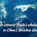 Brydes_Whales_Return_to_Weizhou_Island_A_Marine_Sanctuary_Emerges_poster - Khabar Asia Bryde's Whales Return to Weizhou Island: A Marine Sanctuary Emerges video poster