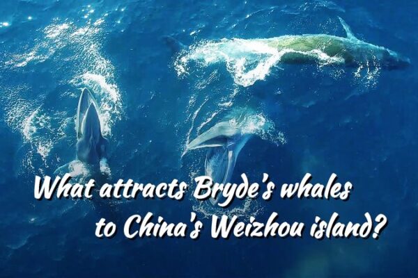 Bryde's Whales Return to Weizhou Island: A Marine Sanctuary Emerges video poster