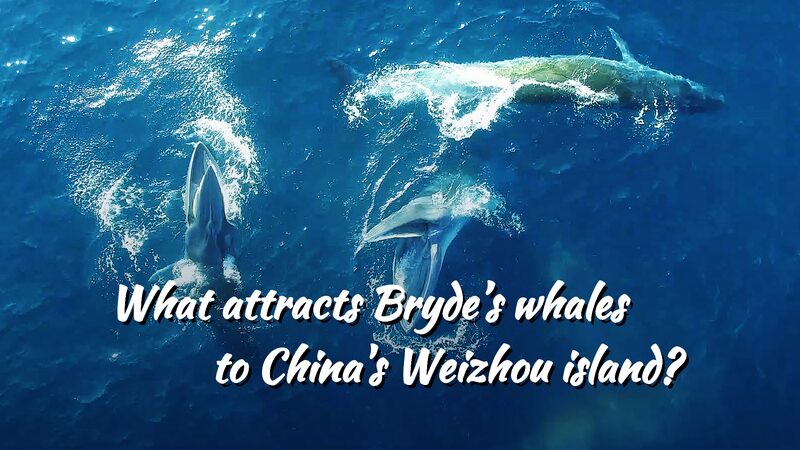 Brydes_Whales_Return_to_Weizhou_Island_A_Marine_Sanctuary_Emerges_poster - Khabar Asia Bryde's Whales Return to Weizhou Island: A Marine Sanctuary Emerges video poster
