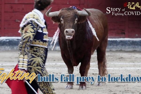 Bullfighting Industry Faces Unprecedented Challenges Amid COVID-19 Lockdowns Bullfighting Industry Faces Unprecedented Challenges Amid COVID-19 Lockdowns video poster
