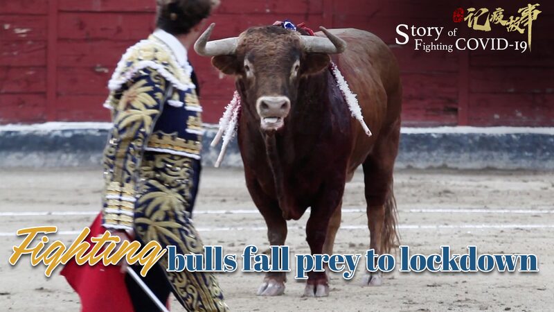 Bullfighting_Industry_Faces_Unprecedented_Challenges_Amid_COVID-19_Lockdowns_poster - Khabar Asia Bullfighting Industry Faces Unprecedented Challenges Amid COVID-19 Lockdowns video poster