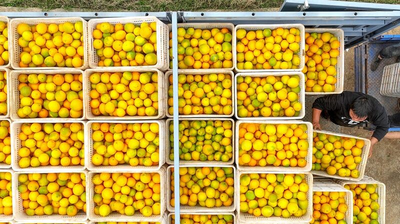 Bumper Navel Orange Harvest Boosts Farmers' Incomes in Hunan's Daoxian County