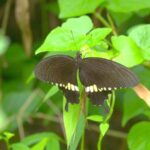 Butterflies Flourish in Hong Kong's Urban Wilderness video poster