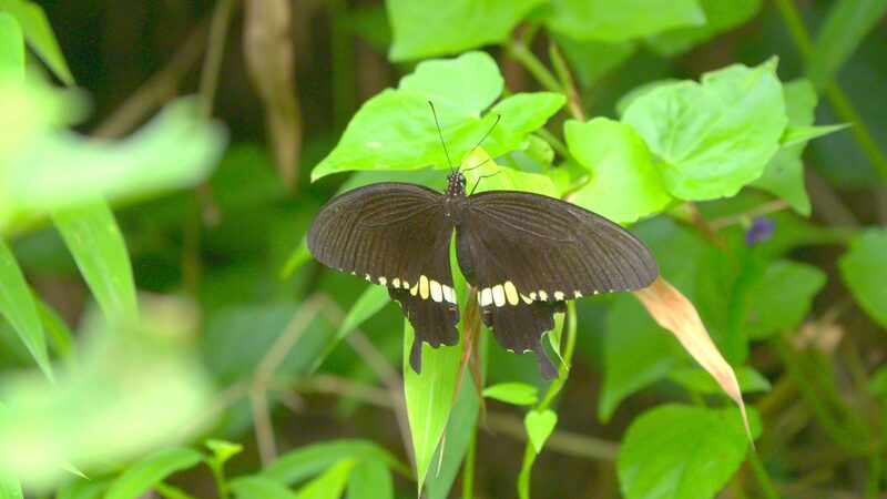 Butterflies_Flourish_in_Hong_Kongs_Urban_Wilderness_poster - Khabar Asia Butterflies Flourish in Hong Kong's Urban Wilderness video poster