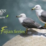 CGTN Nature to Premiere 'Eastern Fujian Series' Documentary Highlighting Biodiversity