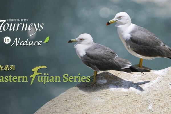 CGTN Nature to Premiere 'Eastern Fujian Series' Documentary Highlighting Biodiversity