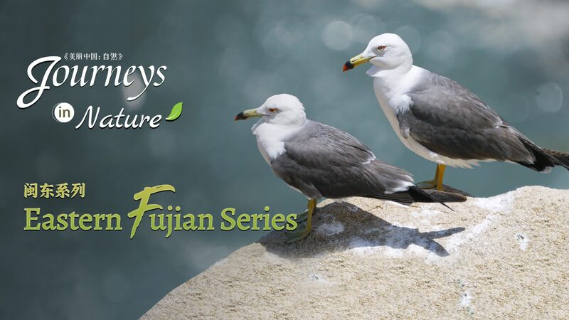 CGTN_Nature_to_Premiere_Eastern_Fujian_Series_Documentary_Highlighting_Biodiversity - Khabar Asia CGTN Nature to Premiere 'Eastern Fujian Series' Documentary Highlighting Biodiversity