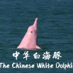 CGTN's 'The Chinese White Dolphin' Documentary Series to Premiere Soon video poster
