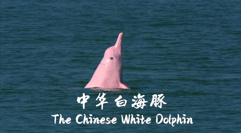 CGTNs_The_Chinese_White_Dolphin_Documentary_Series_to_Premiere_Soon_poster - Khabar Asia CGTN's 'The Chinese White Dolphin' Documentary Series to Premiere Soon video poster
