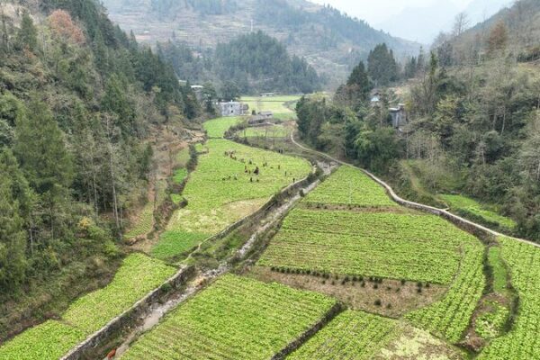 CMG Unveils Top 10 Rural Revitalization News Stories for China in 2024 CMG_Unveils_Top_10_Rural_Revitalization_News_Stories_for_China_in_2024