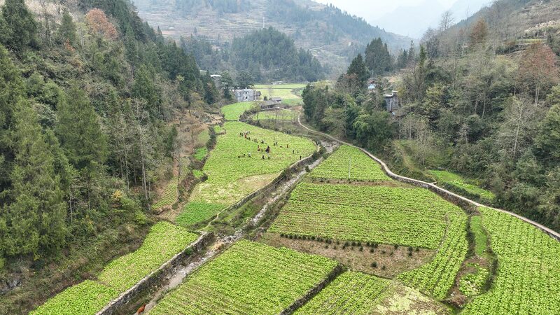 CMG_Unveils_Top_10_Stories_of_China_s_Rural_Revitalization_in_2024-1 - Khabar Asia CMG_Unveils_Top_10_Stories_of_China_s_Rural_Revitalization_in_2024