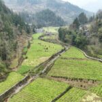 CMG_Unveils_Top_10_Stories_of_China_s_Rural_Revitalization_in_2024