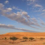 COP16_Kicks_Off_in_Riyadh__Global_Leaders_Unite_to_Combat_Desertification