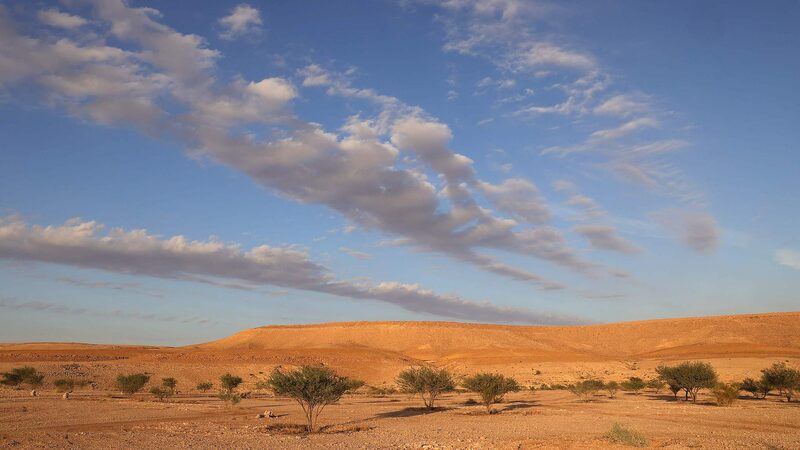 COP16_Kicks_Off_in_Riyadh__Global_Leaders_Unite_to_Combat_Desertification