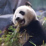 California_Proclaims_Panda_Day_as_Giant_Pandas_Yun_Chuan_and_Xin_Bao_Debut_at_San_Diego_Zoo