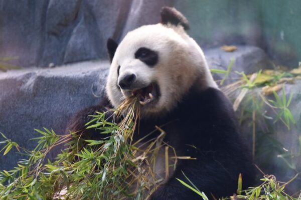 California Proclaims Panda Day as Giant Pandas Yun Chuan and Xin Bao Debut at San Diego Zoo California_Proclaims_Panda_Day_as_Giant_Pandas_Yun_Chuan_and_Xin_Bao_Debut_at_San_Diego_Zoo