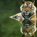 Cambodia Deploys Wildlife Cameras to Restore Tiger Population in Cardamom Mountains