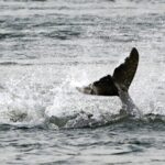 Cambodia's Irrawaddy Dolphin Population Increases to 105, Signaling Conservation Success