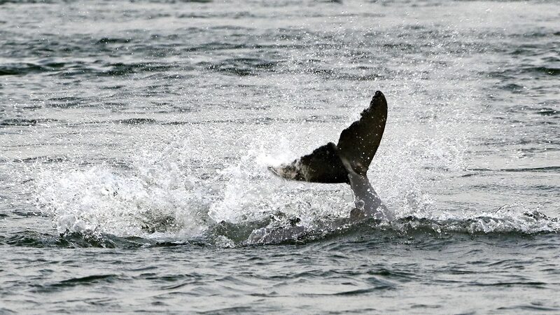 Cambodias_Irrawaddy_Dolphin_Population_Increases_to_105_Signaling_Conservation_Success - Khabar Asia Cambodia's Irrawaddy Dolphin Population Increases to 105, Signaling Conservation Success