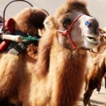 Camel_Traffic_Lights_Guide_Thousands_at_Mingshan_Mountain video poster