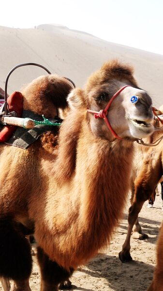 Camel_Traffic_Lights_Guide_Thousands_at_Mingshan_Mountain video poster