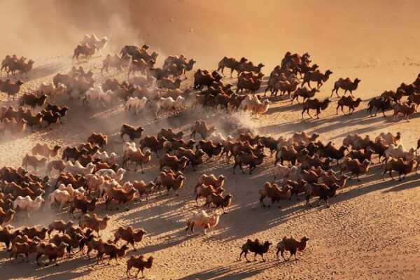 Camels Begin Majestic Winter Migration in Inner Mongolia’s Badain Jaran Desert Camels_Begin_Majestic_Winter_Migration_in_Inner_Mongolia_s_Badain_Jaran_Desert video poster