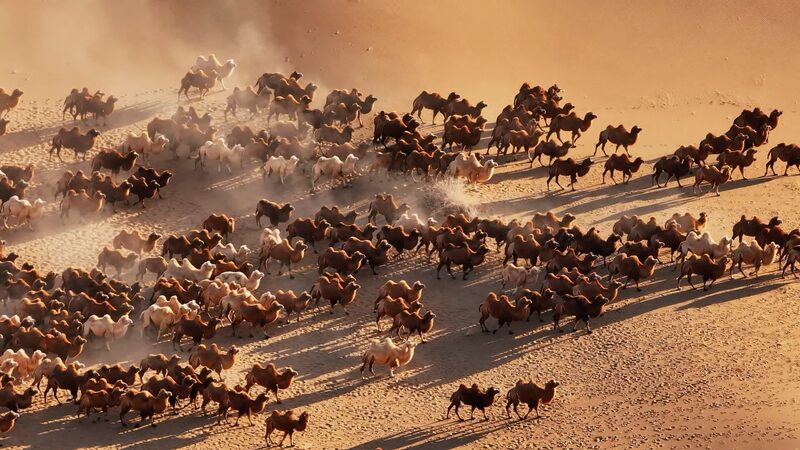 Camels_Begin_Majestic_Winter_Migration_in_Inner_Mongolia_s_Badain_Jaran_Desert_poster - Khabar Asia Camels_Begin_Majestic_Winter_Migration_in_Inner_Mongolia_s_Badain_Jaran_Desert video poster