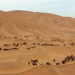 Camels__The_Incredible_Survivors_of_the_Badain_Jaran_Desert