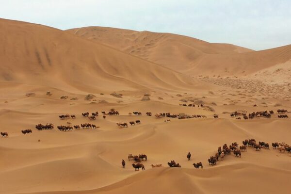 Camels: The Incredible Survivors of the Badain Jaran Desert Camels__The_Incredible_Survivors_of_the_Badain_Jaran_Desert