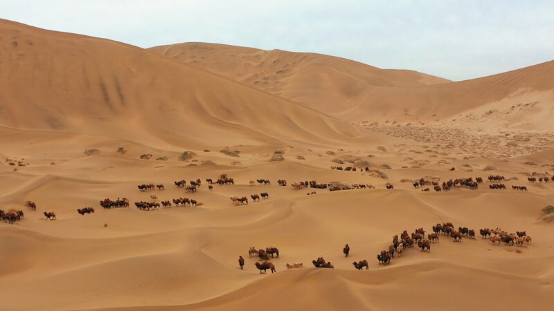 Camels__The_Incredible_Survivors_of_the_Badain_Jaran_Desert - Khabar Asia Camels__The_Incredible_Survivors_of_the_Badain_Jaran_Desert