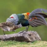 Capturing_Natures_Dance_White_Eared-Pheasant_Courtship_in_Sichuans_Highlands - Khabar Asia Capturing Nature's Dance: White Eared-Pheasant Courtship in Sichuan's Highlands