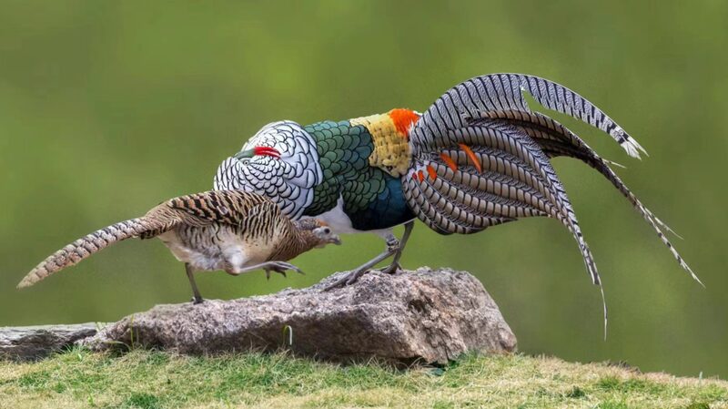 Capturing_Natures_Dance_White_Eared-Pheasant_Courtship_in_Sichuans_Highlands - Khabar Asia Capturing Nature's Dance: White Eared-Pheasant Courtship in Sichuan's Highlands