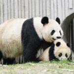 Celebrating Motherhood in Asia's Animal Kingdom