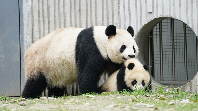 Celebrating_Motherhood_in_Asias_Animal_Kingdom - Khabar Asia Celebrating Motherhood in Asia's Animal Kingdom