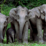 Celebrating_World_Elephant_Day__Asian_Elephants__Birthday_Bash_in_Southwest_China video poster