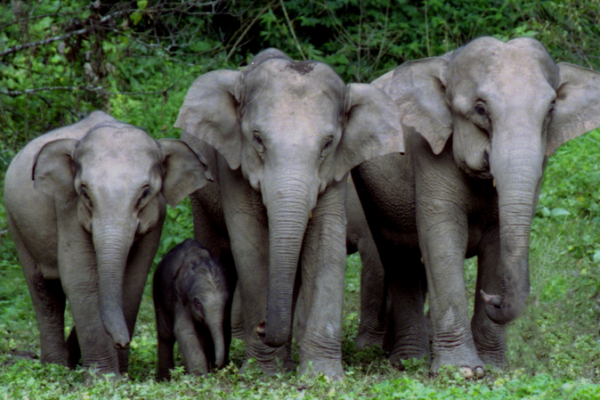 Celebrating_World_Elephant_Day__Asian_Elephants__Birthday_Bash_in_Southwest_China video poster