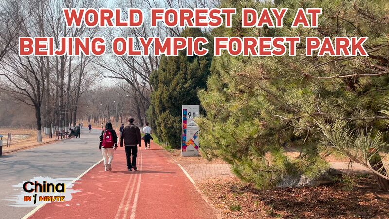 Celebrating_World_Forest_Day_at_Beijing_Olympic_Forest_Park_An_Urban_Biodiversity_Haven_poster - Khabar Asia Celebrating World Forest Day at Beijing Olympic Forest Park: An Urban Biodiversity Haven video poster