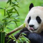 Celebrity Panda Fu Bao Makes Public Debut at Sichuan's Wolong Reserve