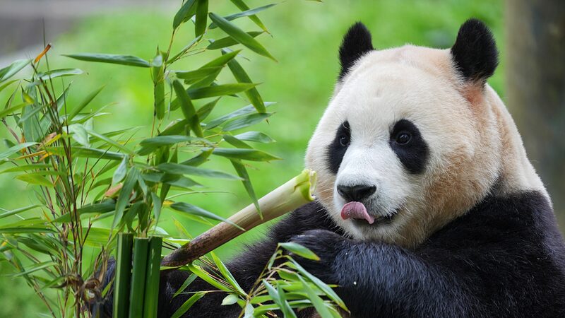 Celebrity_Panda_Fu_Bao_Makes_Public_Debut_at_Sichuans_Wolong_Reserve - Khabar Asia Celebrity Panda Fu Bao Makes Public Debut at Sichuan's Wolong Reserve