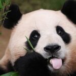 Celebrity Panda Fu Bao to Meet Public in Sichuan on June 12