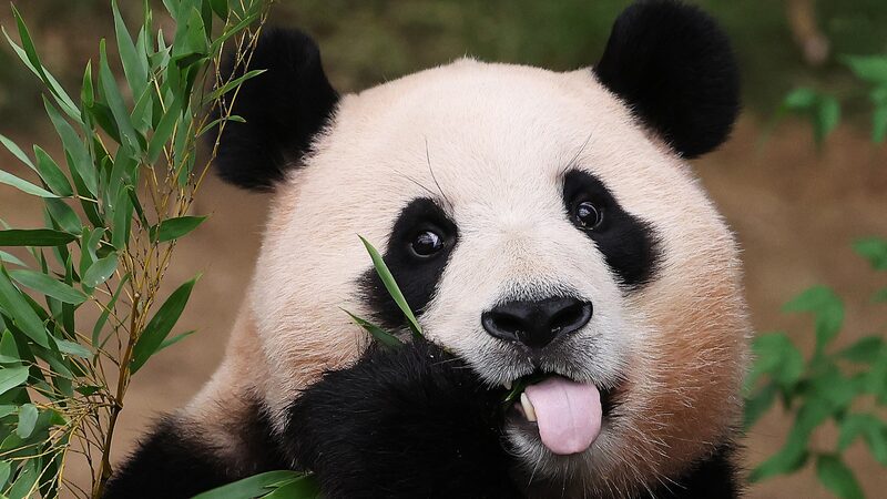 Celebrity Panda Fu Bao to Meet Public in Sichuan on June 12