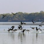 Central_China_s_Suya_Lake_Becomes_Winter_Haven_for_Migratory_Birds
