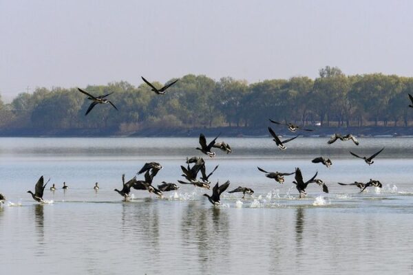 Central_China_s_Suya_Lake_Becomes_Winter_Haven_for_Migratory_Birds