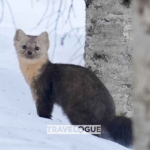 Changbai Mountain's Sables: The Agile Guardians of China's Northeast Forests