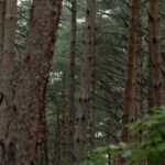 Changbai_Pine__The_Resilient_Guardian_of_Jilin_s_Changbai_Mountains video poster