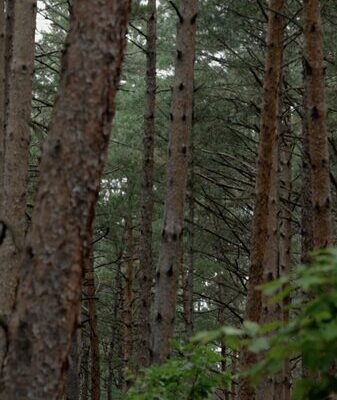 Changbai Pine: The Resilient Guardian of Jilin’s Changbai Mountains Changbai_Pine__The_Resilient_Guardian_of_Jilin_s_Changbai_Mountains video poster