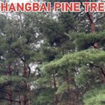Changbai_Pines__Jilin_s_Natural_Oxygen_Bar_and_Ecological_Treasure video poster