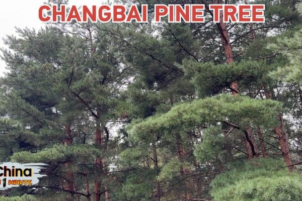 Changbai Pines: Jilin’s Natural Oxygen Bar and Ecological Treasure Changbai_Pines__Jilin_s_Natural_Oxygen_Bar_and_Ecological_Treasure video poster