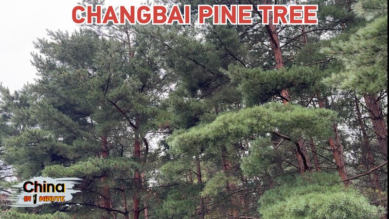 Changbai_Pines__Jilin_s_Natural_Oxygen_Bar_and_Ecological_Treasure video poster