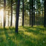 Changkou Village Turns Forests into Carbon Cash video poster